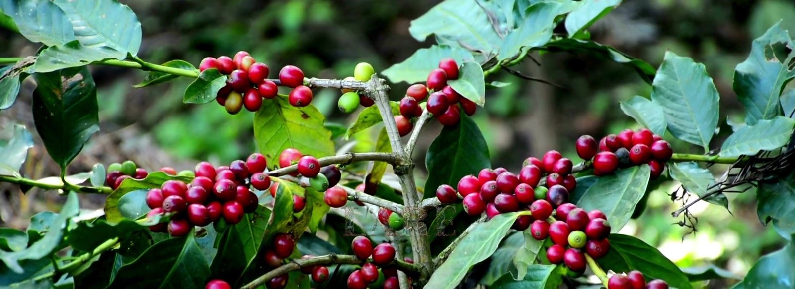 Arabica or Robusta: What the Difference Means