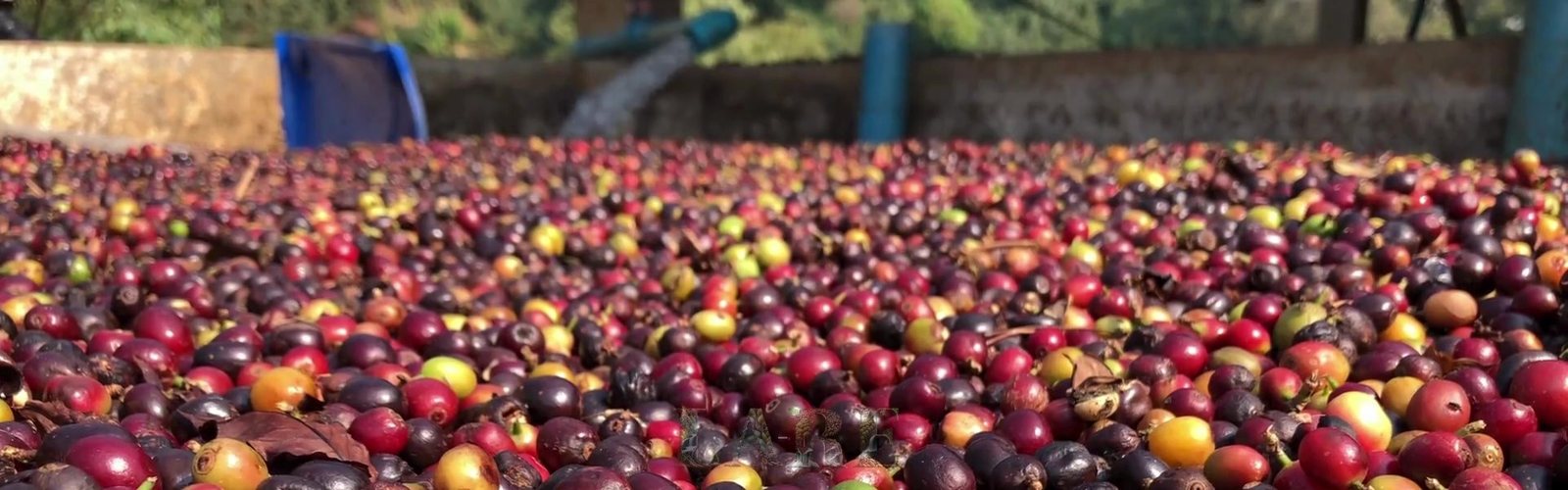 Coffee cherries spread across an estate drying yard, Chrough LARE