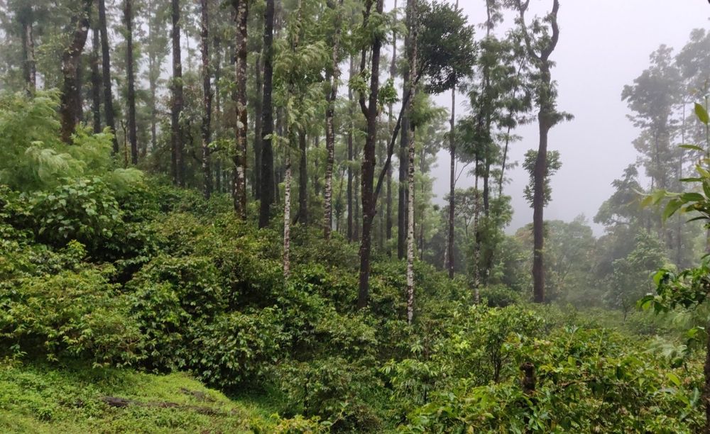 Coffee growing under tall shade trees, Chikkamagaluru estate