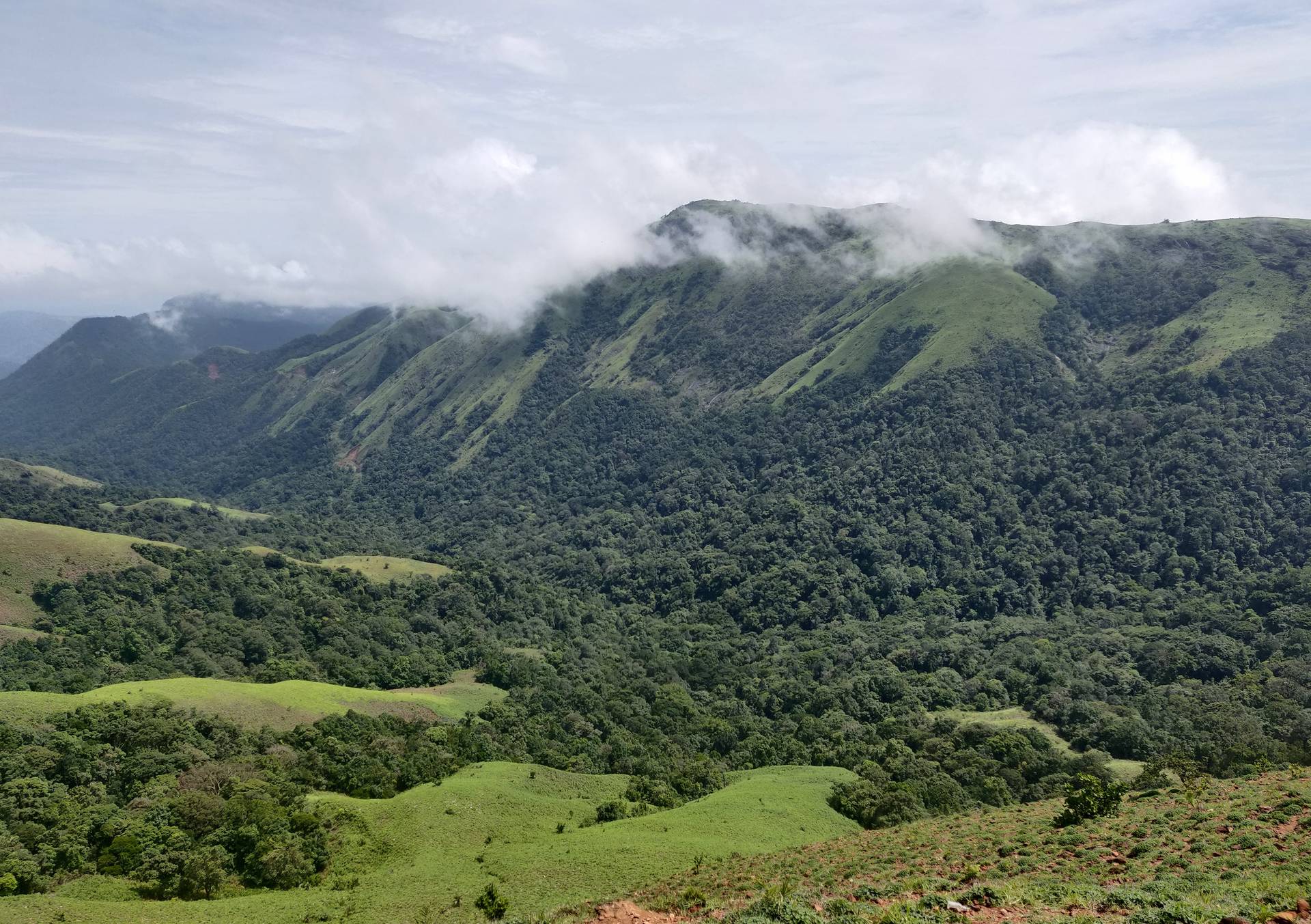 Cloud settling on the Western Ghats above a coffee estate, Chikkamagaluru