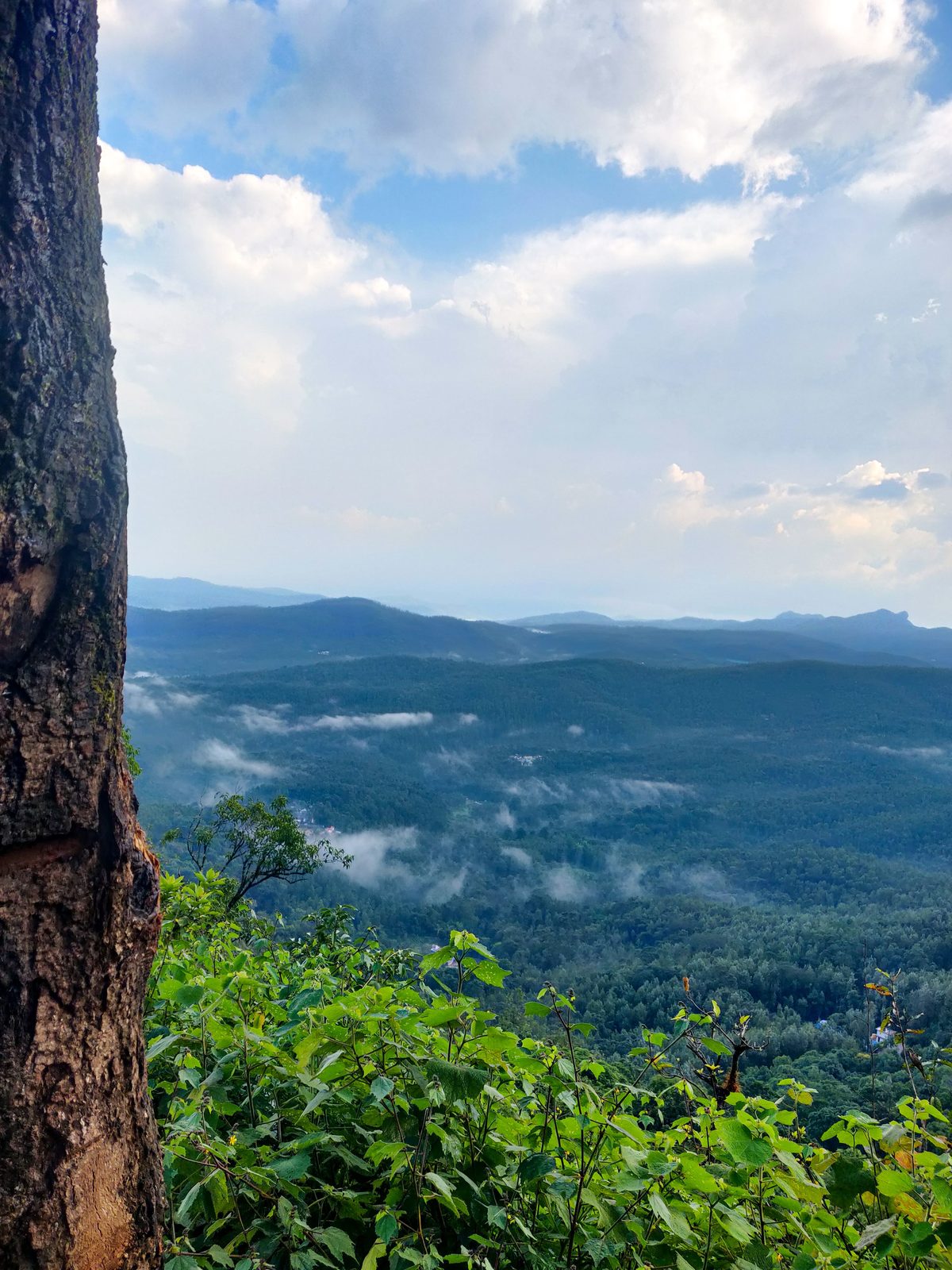 Mist lying across the valley below the estates, Chikkamagaluru
